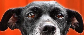 “Top part of black dog’s head showing eyes and active ears”